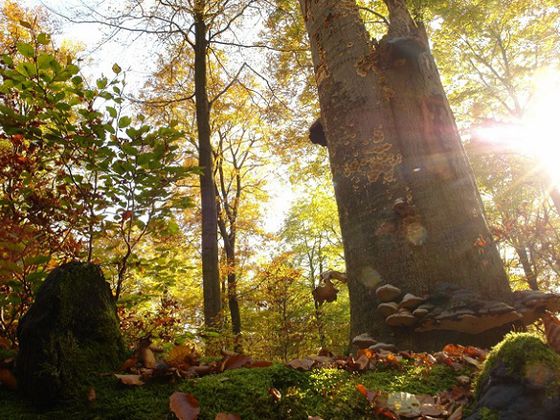 Tolles Farbenspiel: Im Sonnenlicht erstrahlen die Buchenblätter des Waldes im Nationalpark in den herbstlichen Nuancen von Gelb über Orange bis Braun und verzaubern den Betrachter (Foto: Nationalpark Kellerwald-Edersee)