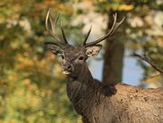 Rothirsch im Herbst: In der Brunftzeit buhlt der Rothirsch mit seinem Röhren um die weiblichen Tiere, um ihnen zu imponieren und sich mit ihnen paaren zu können (Foto: Katrin Krischke)