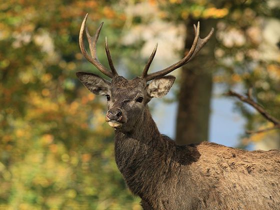 Rothirsch im Herbst: In der Brunftzeit buhlt der Rothirsch mit seinem Röhren um die weiblichen Tiere, um ihnen zu imponieren und sich mit ihnen paaren zu können (Foto: Katrin Krischke)