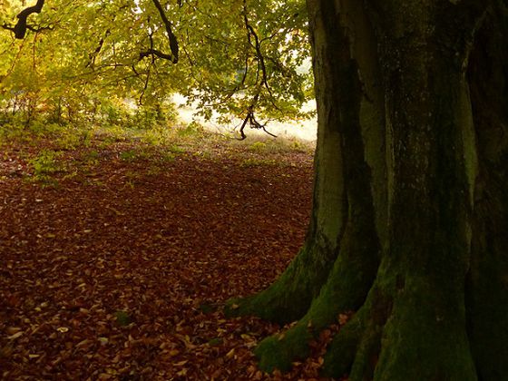 Hutebuche: Ein schöner Platz um innezuhalten und auszuruhen (Foto: Kellerwald Nationalpark-Edersee)