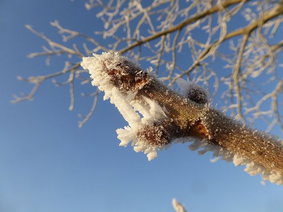 Winterlicher Nationalpark: Wenn man Glück hat, kann man bei passendem Wetter und zur richtigen Zeit einige Wintererscheinungen, wie den Raureif, an den Bäumen entdecken (Foto: Rita Wilhelmi)