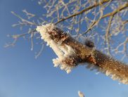 Winterlicher Nationalpark: Wenn man Glück hat, kann man bei passendem Wetter und zur richtigen Zeit einige Wintererscheinungen, wie den Raureif, an den Bäumen entdecken (Foto: Rita Wilhelmi)