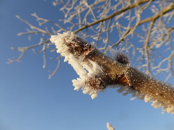 Knospen im Winterkleid: Ziel der Baum- und Knospenwanderung am 2. Januar 2018 mit Nationalpark-Führerin Rita Wilhelmi ist, unterschiedliche Baumarten anhand ihrer Knospen zu erkennen – wie hier Kastanienknospen mit Raureif (Foto: Rita Wilhelmi)