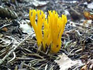 Der Klebrige Hörnling mit seiner korallenartigen Form zeigt, wie groß die Vielfalt der Pilze, die im Nationalpark wachsen, ist. Derzeit säumen Pilze in den unterschiedlichsten Formen und Farben den Wegesrand (Foto: Nationalpark Kellerwald-Edersee)