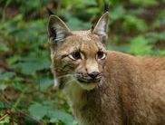 Aufnahme aus dem Luchsgehege im WildtierPark Edersee (Foto: Nationalpark Kellerwald-Edersee)