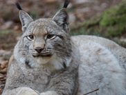 Der Eurasische Luchs gehört – nach Bär und Wolf – zu den größten heimischen Raubtieren in Europa. Charakteristisch für den Luchs sind die Pinselohren, der breite, rundliche Kopf, ein ausgeprägter Backenbart ein und der kurze Schwanz mit schwarzer Spitze. 