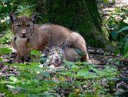 Luchs mit Nachwuchs (Foto: Nationalpark Kellerwald-Edersee)