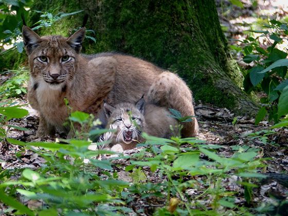 Luchs mit Nachwuchs (Foto: Nationalpark Kellerwald-Edersee)
