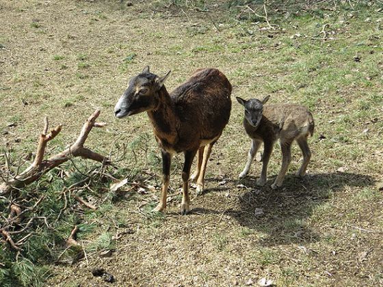 Niedlicher Nachwuchs: Meistens gibt es pünktlich zu Ostern im WildtierPark Edersee die ersten Tierbabys– darunter auch fünf kleine Muffellämmchen (Foto: Nationalpark Kellerwald-Edersee)