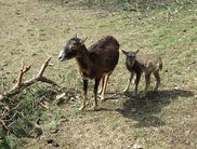 Niedlicher Nachwuchs: Meistens gibt es pünktlich zu Ostern im WildtierPark Edersee die ersten Tierbabys– darunter auch fünf kleine Muffellämmchen (Foto: Nationalpark Kellerwald-Edersee)