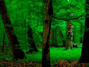 Nationalpark Hainich (Foto: Thomas Stephan)