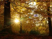 Goldener Herbstwald: Die Sonne taucht die leuchtenden, bunten Blätter der urigen Buchen in ein goldenes Licht – ein tolles Naturspektakel (Foto: Nationalpark Kellerwald-Edersee)