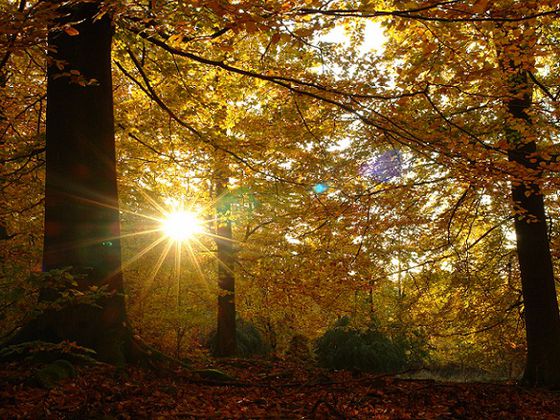 Goldener Herbstwald: Die Sonne taucht die leuchtenden, bunten Blätter der urigen Buchen in ein goldenes Licht – ein tolles Naturspektakel (Foto: Nationalpark Kellerwald-Edersee)