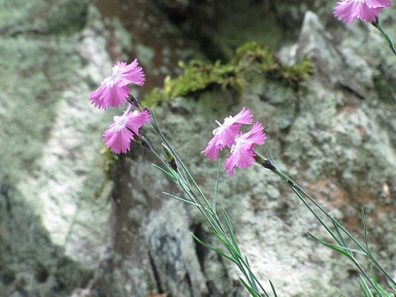Pfingstnelke - ein Juwel im Fels (Foto. Nationalpark Kellerwald-Edersee)