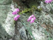 Pfingstnelke - ein Juwel im Fels (Foto. Nationalpark Kellerwald-Edersee)