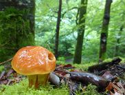Die Pilze im Nationalpark stehen im Vordergrund (Foto: Rita Wilhelmi)