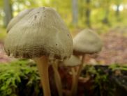 Die Tour bietet spannende Einblicke in die Pilzkunde (Foto: Nationalpark Kellerwald-Edersee)