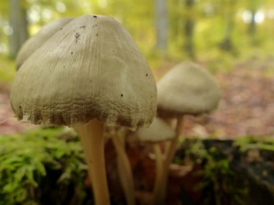 Die Tour bietet spannende Einblicke in die Pilzkunde (Foto: Nationalpark Kellerwald-Edersee)