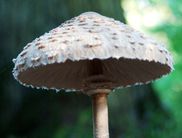 Im Nationalpark Kellerwald-Edersee ist das Sammeln von Kräutern, Beeren oder Pilzen nicht gestattet (Foto: Nationalpark Kellerwald-Edersee).