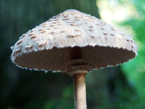 Im Nationalpark Kellerwald-Edersee ist das Sammeln von Kräutern, Beeren oder Pilzen nicht gestattet (Foto: Nationalpark Kellerwald-Edersee).