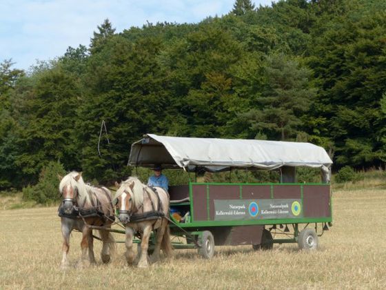 Planwagen-Shuttle vom Nationalpark-Partner Ralf Finke (Archivfoto: Nationalpark-Kellerwald-Edersee).