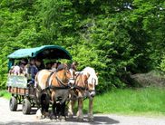 Mit Nationalpark-Partner Fuhrhalterei Archehof Kellerwald unterwegs im Nationalpark Kellerwald-Edersee (Foto: Nationalpark Kellerwald-Edersee)