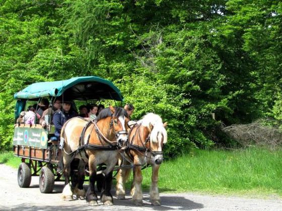 Mit Nationalpark-Partner Fuhrhalterei Archehof Kellerwald unterwegs im Nationalpark Kellerwald-Edersee (Foto: Nationalpark Kellerwald-Edersee)