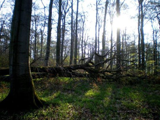 Auf dem Quernst-Pfad unterwegs (Foto: Nationalpark Kellerwald-Edersee)