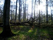 Auf dem Quernst-Pfad unterwegs (Foto: Nationalpark Kellerwald-Edersee)