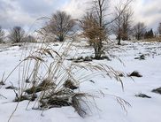 Winter an der Quernst (Foto: Nationalpark Kelelrwald-Edersee)