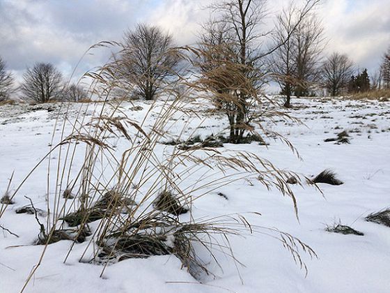Winter an der Quernst (Foto: Nationalpark Kelelrwald-Edersee)
