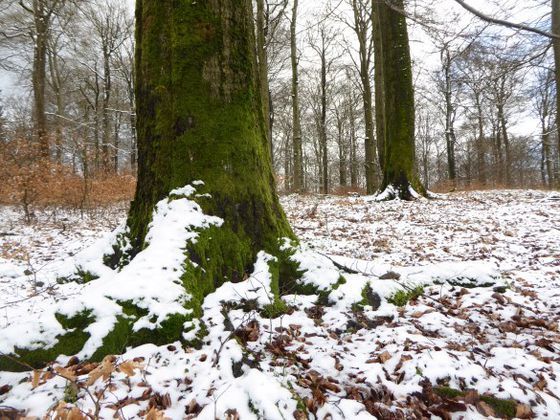 Wenn Frost und Schnee den Waldboden bedecken, haben es die Tiere schwer Futter zu finden. Thematisiert werden auch Überwinterungsstrategien während der geführten Wanderung (Foto: Rita Wilhelmi)