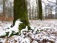 Wenn Frost und Schnee den Waldboden bedecken, haben es die Tiere schwer Futter zu finden. Thematisiert werden auch Überwinterungsstrategien während der geführten Wanderung (Foto: Rita Wilhelmi)