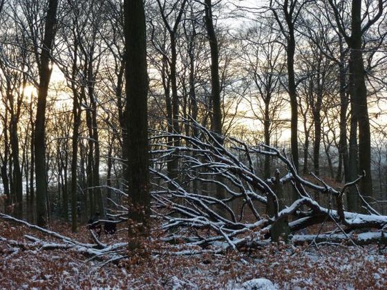 Winterlicher Buchenwald (Foto: Rita Wilhelmi).