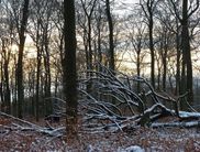Winterlicher Buchenwald (Foto: Rita Wilhelmi).