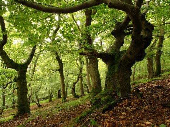 Eichen und Buchen auf dem Berg Rabenstein (Foto: Nationalpark Kellerwald-Edersee)