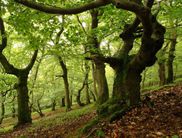 Eichen und Buchen auf dem Berg Rabenstein (Foto: Nationalpark Kellerwald-Edersee)