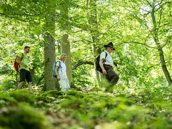 Rangerwanderungen im Nationalpark sind im Moment nur mit Voranmeldung und Abstand möglich (Foto: Nationalpark Kellerwald-Edersee)