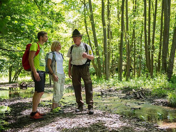 Unterwegs im Reich der urigen Buchen: Nationalpark-Ranger Hermann Bieber nimmt alle Interessierten mit auf eine abwechslungsreiche Wanderung rund um den Traddelkopf (Foto: Nationalpark Kellerwald-Edersee)