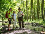Unterwegs im Reich der urigen Buchen: Nationalpark-Ranger Hermann Bieber nimmt alle Interessierten mit auf eine abwechslungsreiche Wanderung rund um den Traddelkopf (Foto: Nationalpark Kellerwald-Edersee)