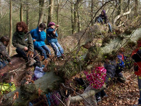 Kleine Pause in der Wildnis: Umgefallene Bäume laden als Sitzgelegenheiten zur Rast im Reich der urigen Buchen ein (Foto: Iris Dorn-Fehr)