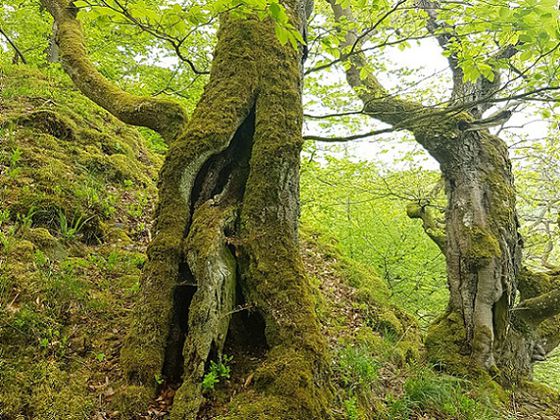 Knorrige Baumveterane: Das Reich der urigen Buchen lädt dazu ein, es mit allen Sinnen zu entdecken (Foto: Nationalpark Kellerwald-Edersee)