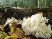 Motiv Einblick in das UNESCO-Weltnaturerbe Bildautor: Rita Wilhelmi