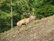 (Foto: Nationalpark Kellerwald-Edersee)