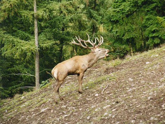(Foto: Nationalpark Kellerwald-Edersee)