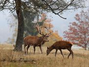 Auch in diesem Jahr können Interessierte die Nationalpark-Ranger bei ihrer Tour zur Brunft der Rothirsche begleiten (Foto: Katrin Krischke)