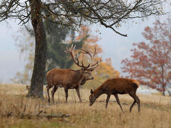 Auch in diesem Jahr können Interessierte die Nationalpark-Ranger bei ihrer Tour zur Brunft der Rothirsche begleiten (Foto: Katrin Krischke)