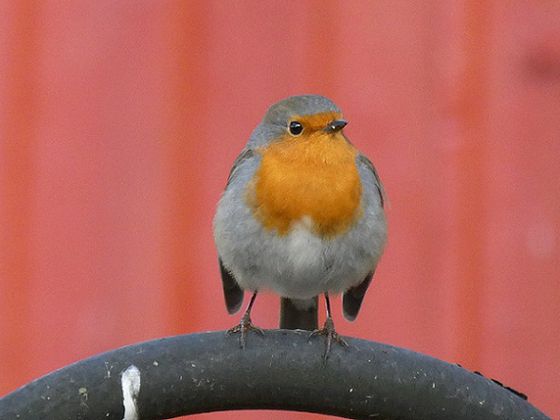 Singvögel im Frühling: das Rotkehlchen ist ein häufiger Gast (Foto: Rita Wilhelmi)