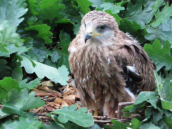 Vogelkundler aufgepasst: Nationalpark-Ranger Joachim Reinhardt lädt ein, die heimischen Greifvögel und Eulen in Theorie und Praxis kennenzulernen – darunter auch der Rotmilan (Foto: Nationalpark Kellerwald-Edersee)