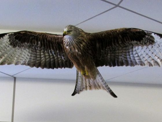 Ein Präparat des Rotmilans im BuchenHaus im WildtierPark Edersee 
